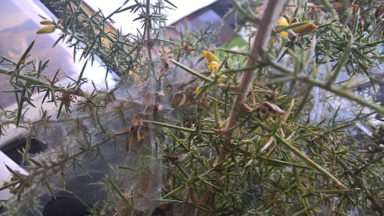 Gorse Spider Mite biocontrol